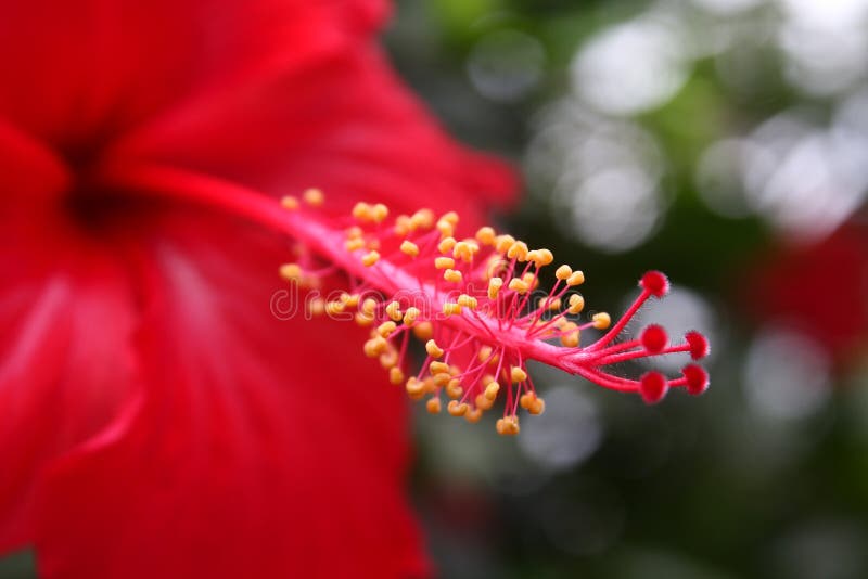 Stamen Hibiscus Stock Photos Download 7,295 Royalty Free Photos