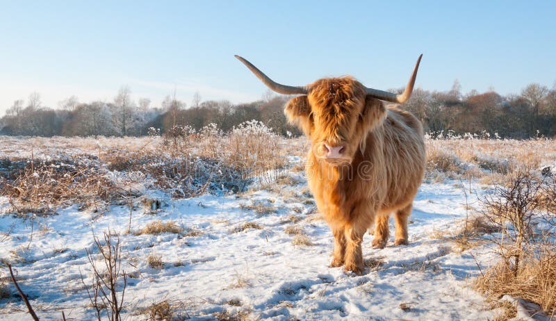 Red Highland cow with winter fur and long horns