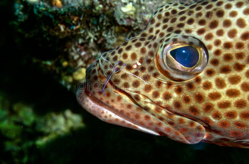 Red hind stock photo. Image of close, pederson, guttatus 23426482