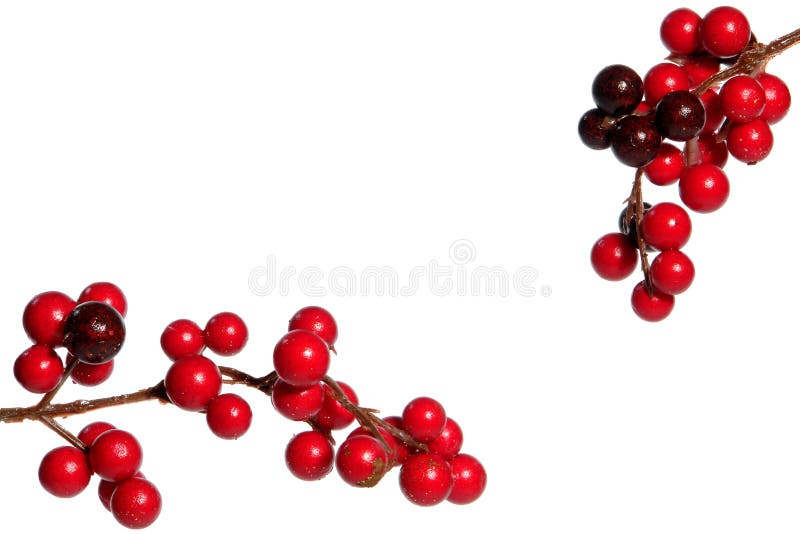 Red Holly Christmas Decoration Isolated on White