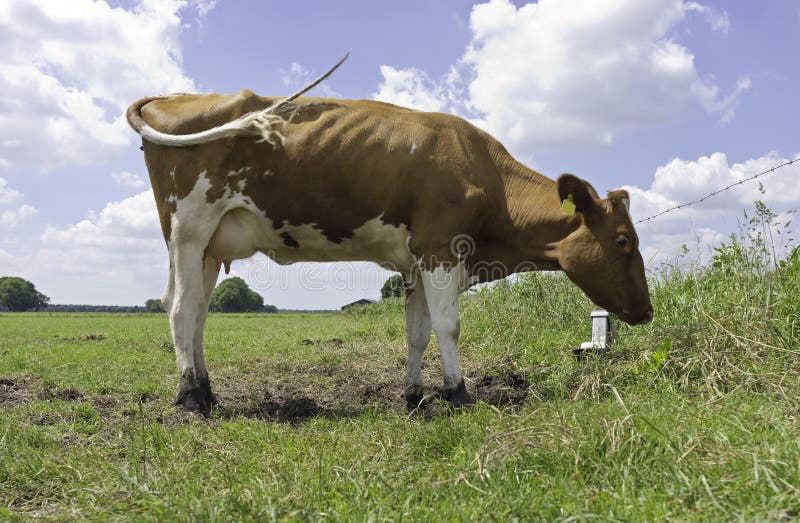 Red Holstein Cow, Standing in Meadow Stock Image - Image of daylight ...