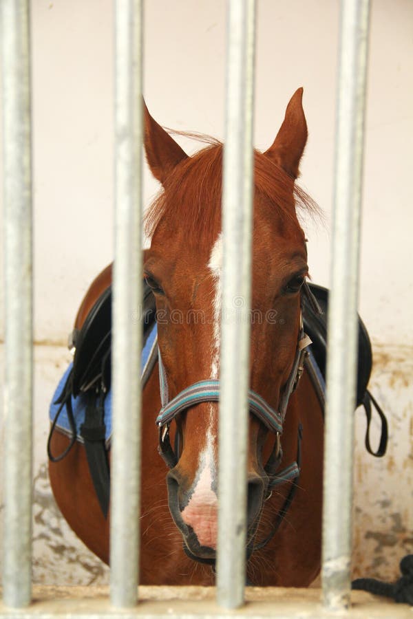 Horse Behind the Bars in Stable Stock Photo Image of retro, ranch