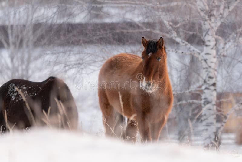 Red Horse Free Grazing In Snow Field In Siberia, Russia. Altai Perfect Winter Animal Landscape. Stalling Peacefully Grazed Among S