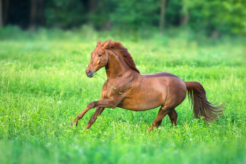 Red horse run gallop