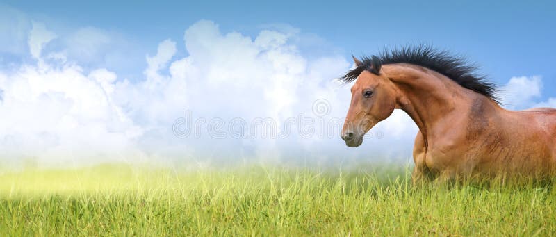 Red horse in high summer grass ,banner royalty free stock image