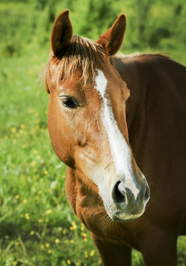 Red horse with light mane and white blaze on the head stands on the field