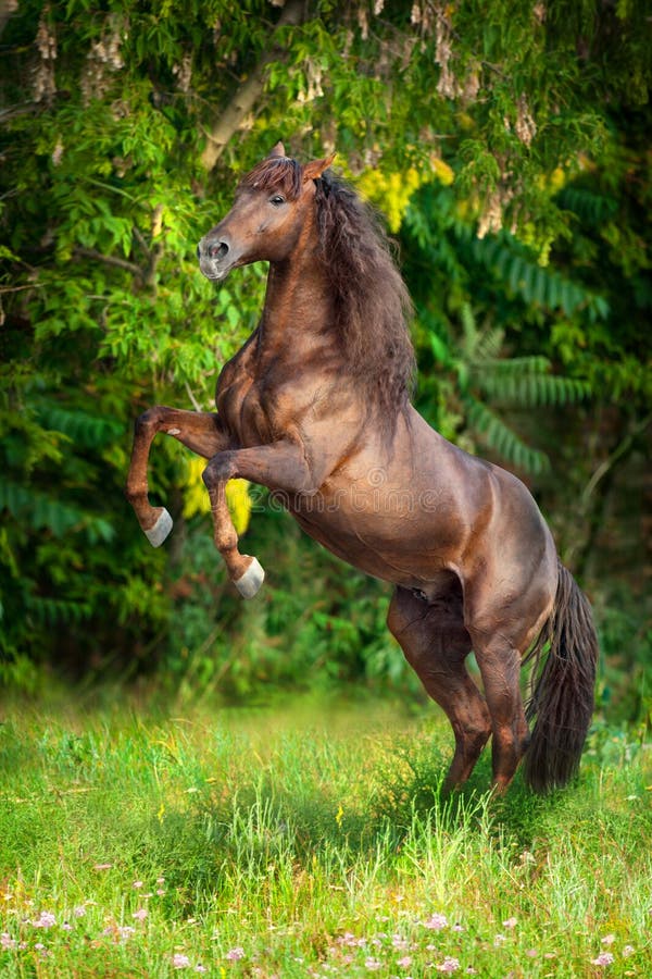 Red horse with long mane rearing up on summer field. Bay arabian stallion rearing stock images, royalty-free photos and pictures