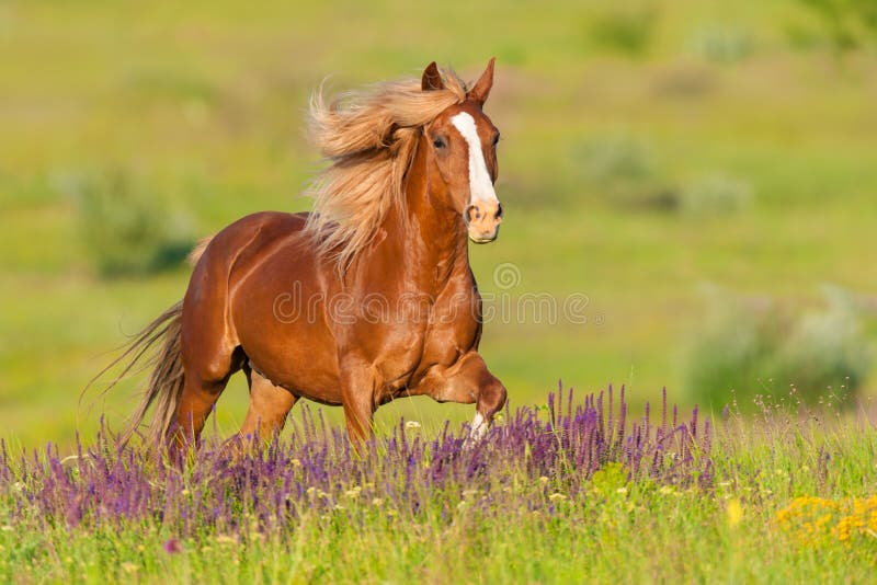 Red horse run