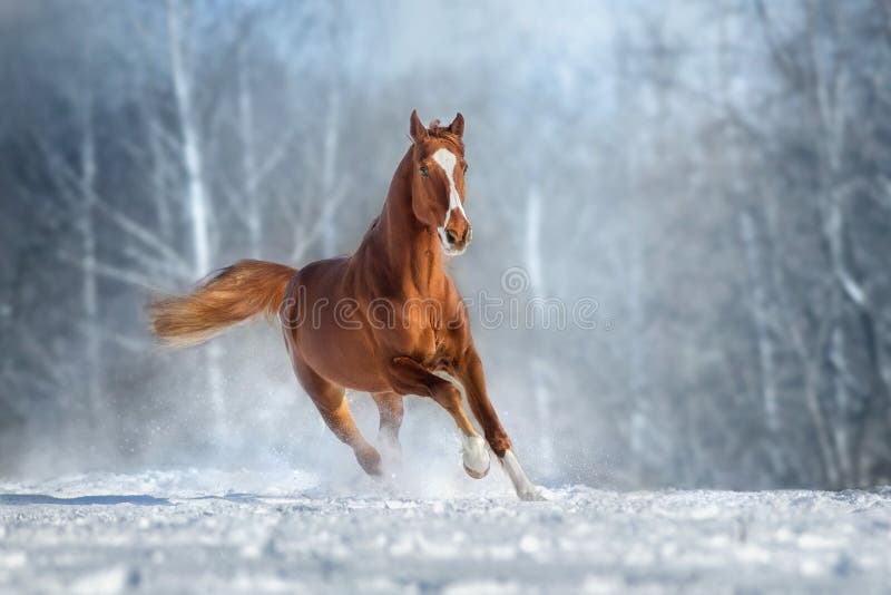 Red Horse run gallop in winter snow