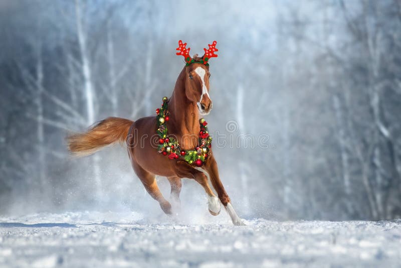 Red Horse run in snow in christmas decoration