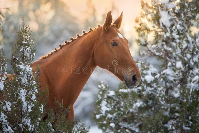 Red Horse in winter snow