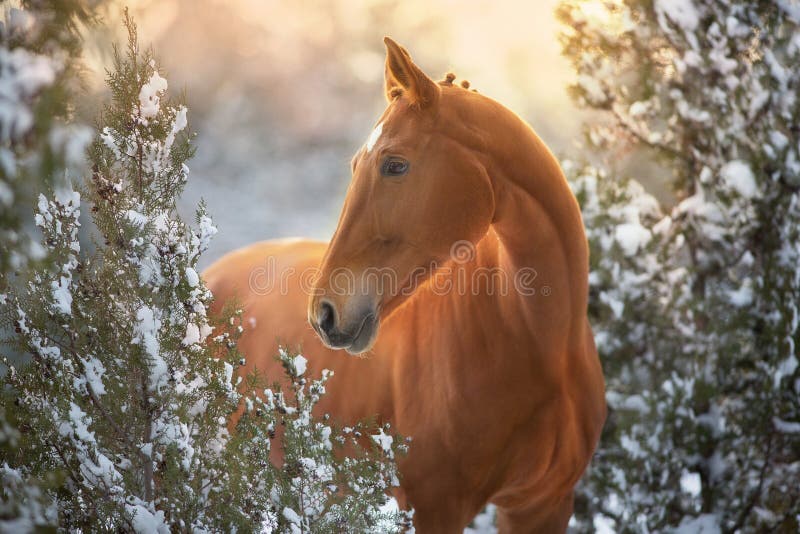 Red Horse in winter snow