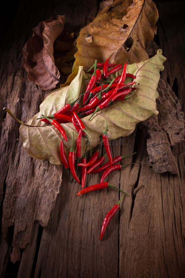 Red Hot Chili Peppers On Dry Leaf Background. Spicy Chilli Peppers