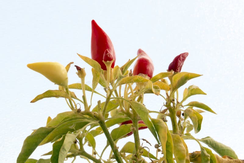 Red Hot Chili Peppers Growing in the Pot Stock Image Image of