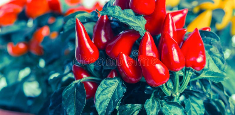 Red hot chili peppers in pot, instagram style, panoram