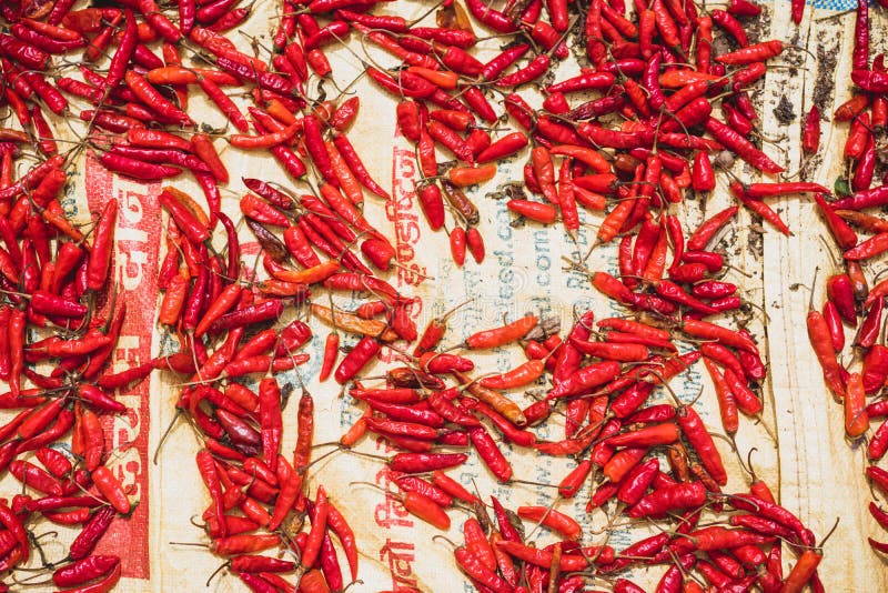 Red Hot Chilli Peppers Drying on the Sun Stock Image Image of asia