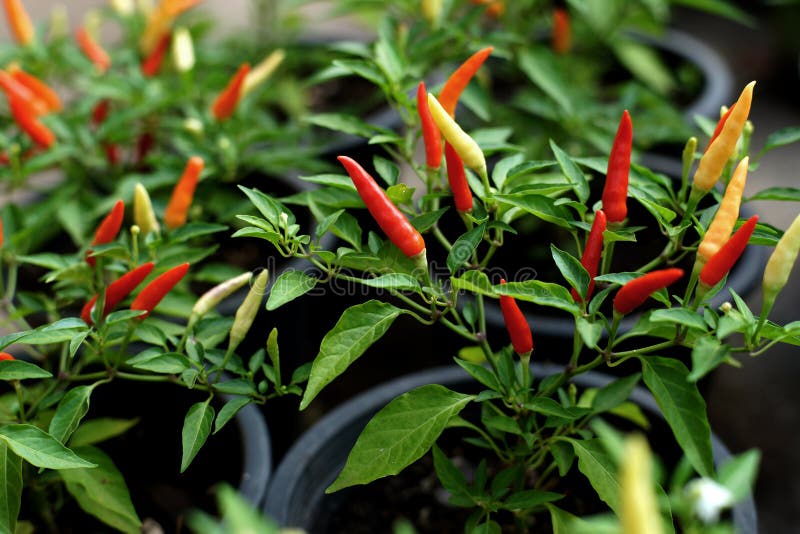 Red Hot Chili Peppers on the Tree Stock Image Image of gardening