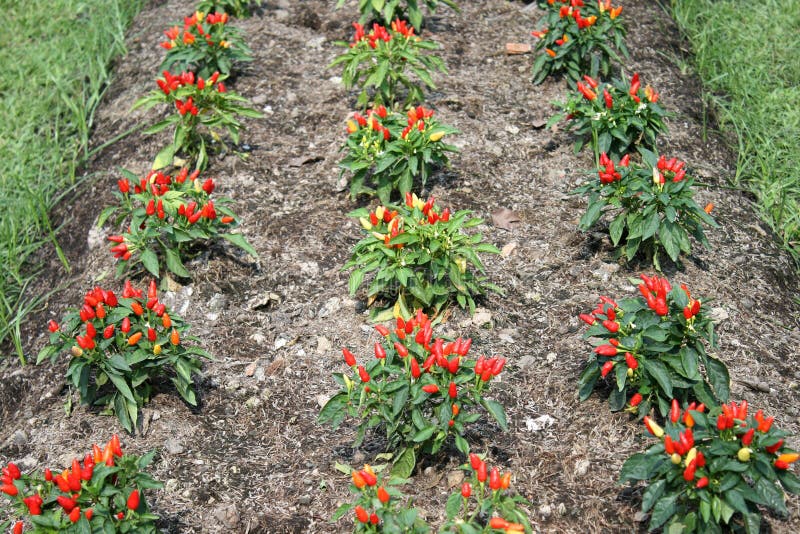 Amazon.com: Carmen Pepper Seeds