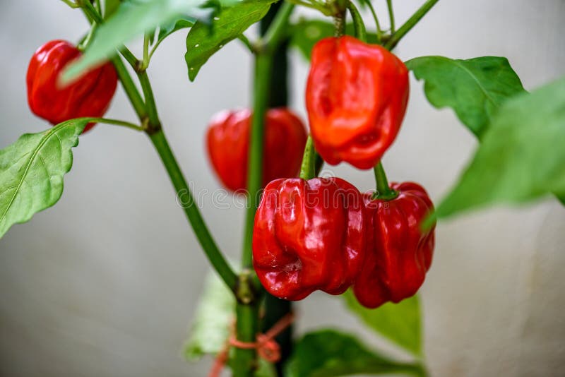 Red hot chilli pepper habanero red caribbean on a plant