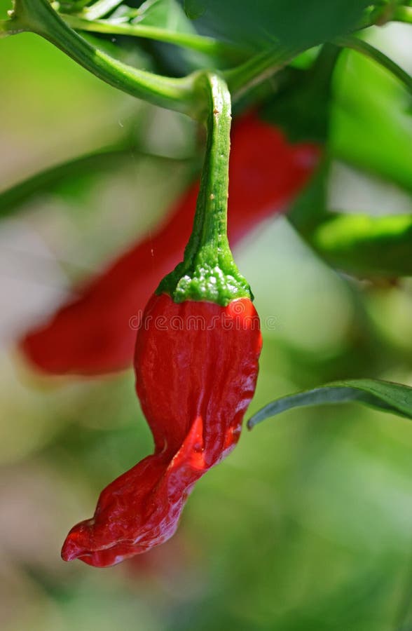 Red hot chilli peppers growing on bush