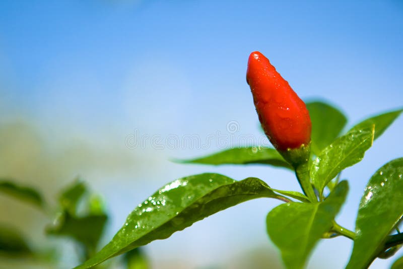 Red hot pepper