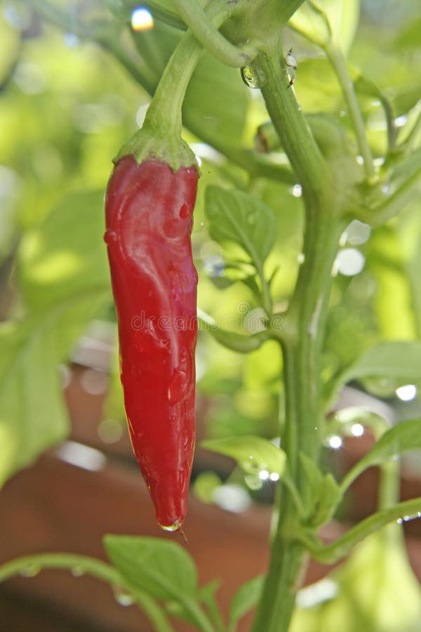 Red hot pepper on vine