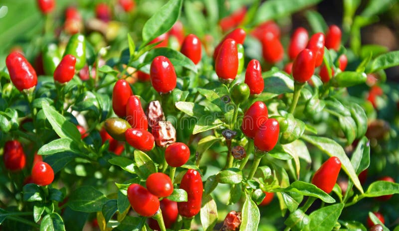 This is a picture of hot red chili peppers growin on the bush. This is a picture of hot red chili peppers growin on the bush.