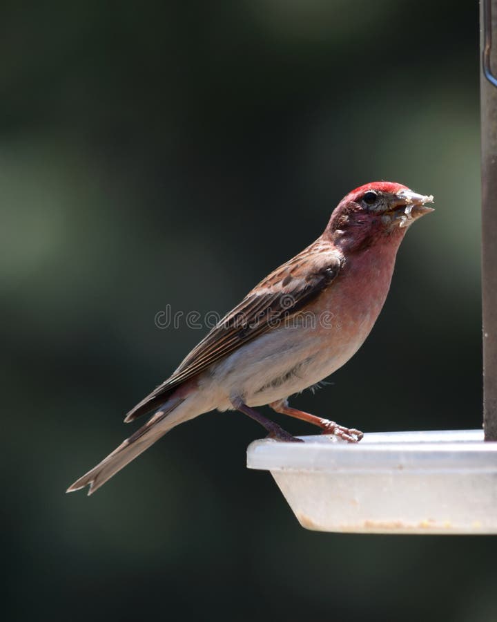 Red house finch stock photo. Image of finch, feeder, feathers 73233514