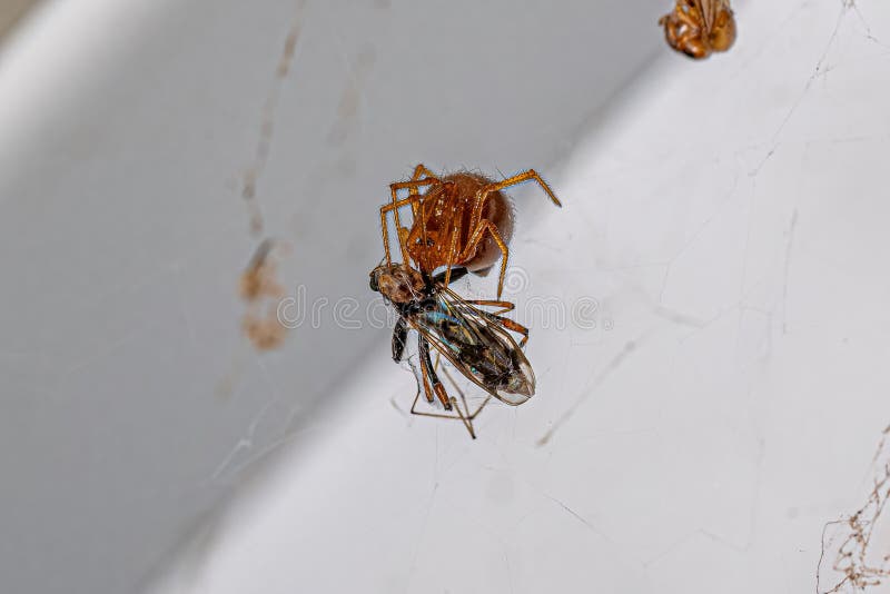 Red House Spider Stock Photo Image Of Araneoid Araneoidea 263480482 36880052