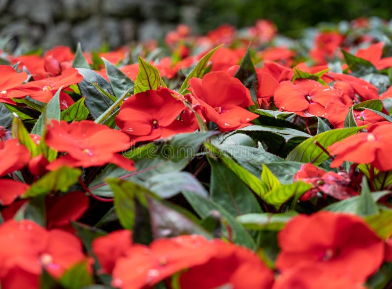 Impatiens Nova Guiné - Planthiza