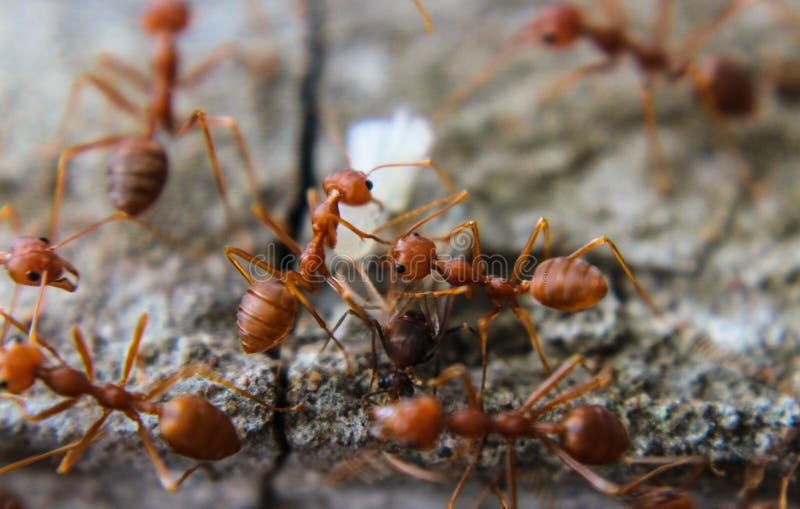 Red Imported Fire Ant,Action of Fire Ant Stock Photo Image of help