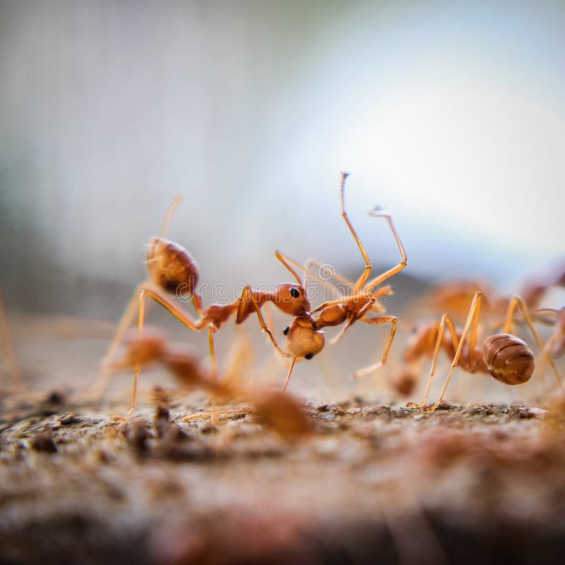 Red Imported Fire Ant,Action of Fire Ant Stock Image Image of family