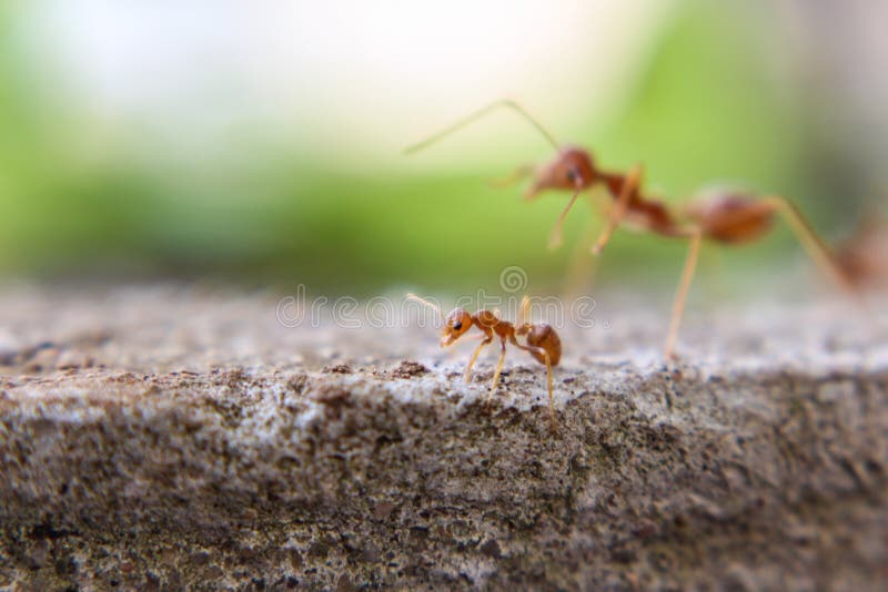 Red Imported Fire Ant,Action of Fire Ant Stock Photo Image of nature