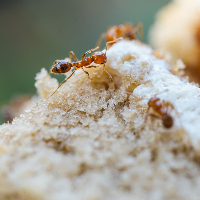 Red Imported Fire Ant,Action of Fire Ant Stock Photo Image of