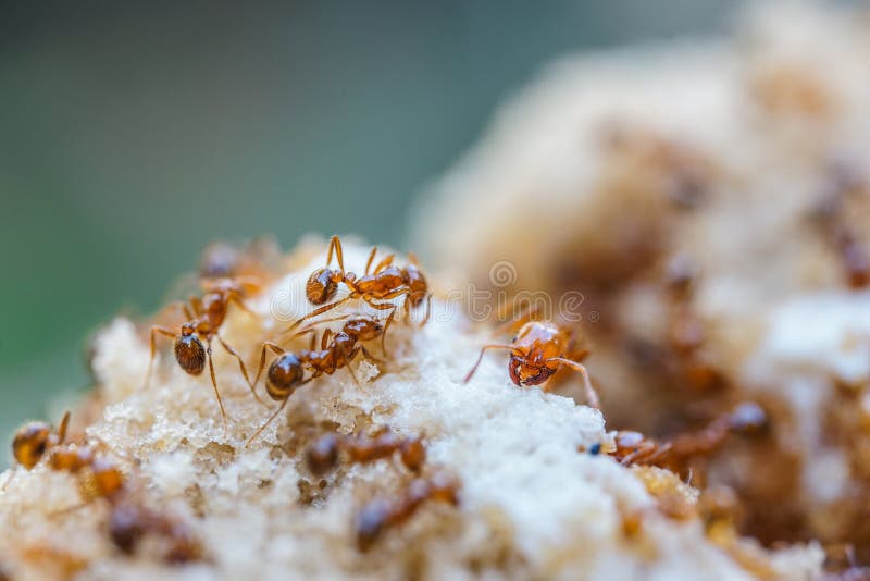 Red Imported Fire Ant,Action of Fire Ant Stock Photo Image of extreme