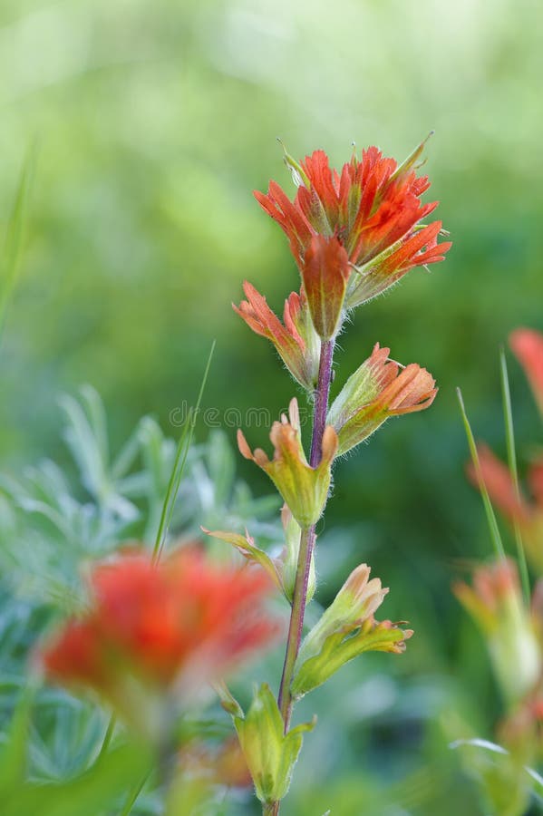 Red Indian Paintbrush stock photo. Image of green, flower 73191018