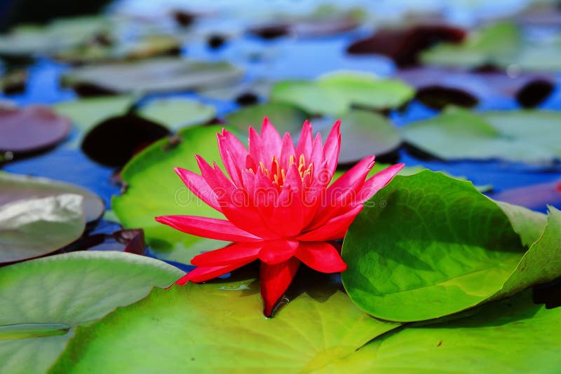TÌNH YÊU CÂY CỎ - Page 2 Red-indian-water-lily-nymphaea-rubra-one-s-family-beautiful-has-small-flowers-44912115