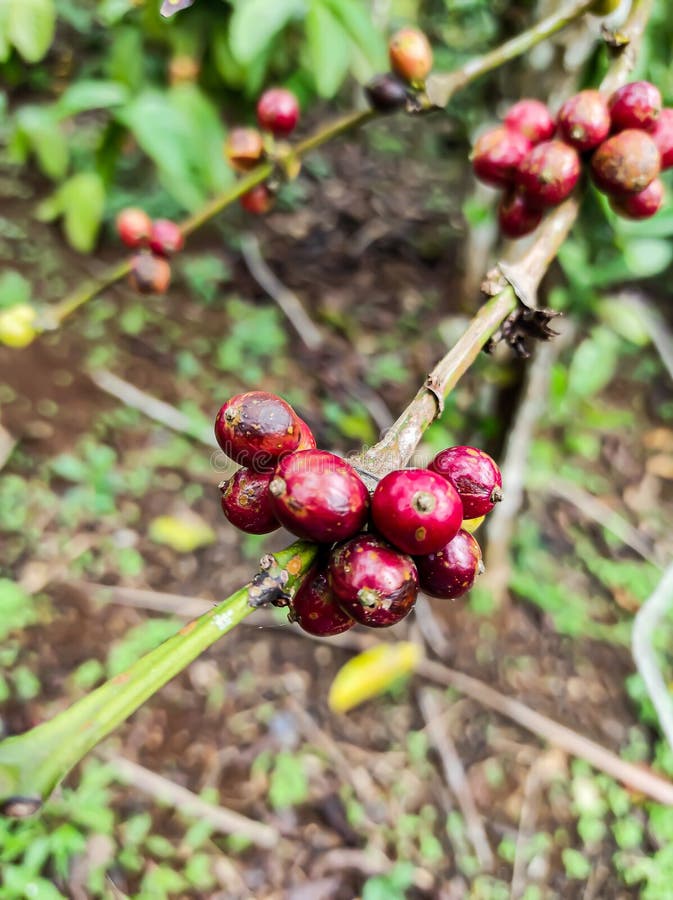 The Red Indonesian Coffee Plant Growing in the Middle of the Garden