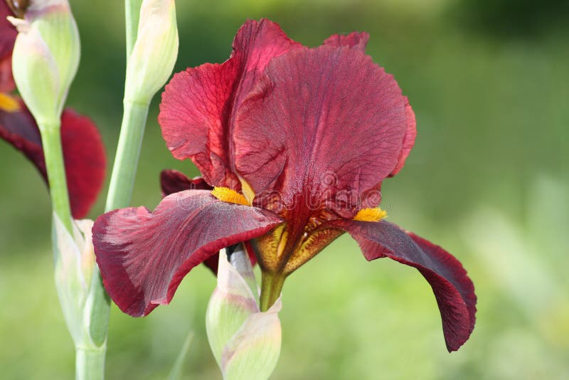 Red iris