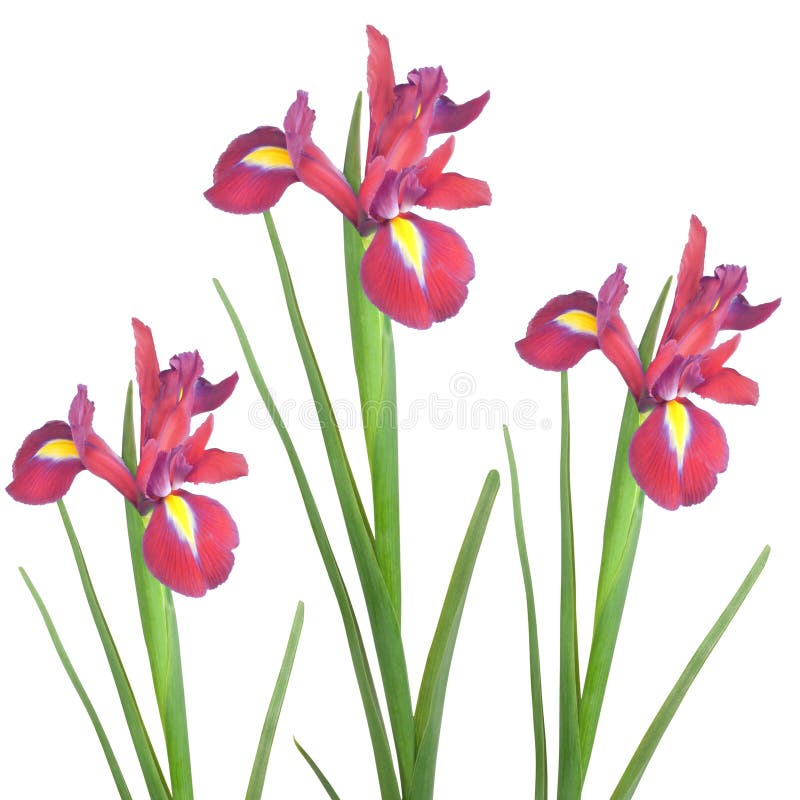 Red Iris Flower Beauty stock photos Red Iris Flower Beauty stock photos