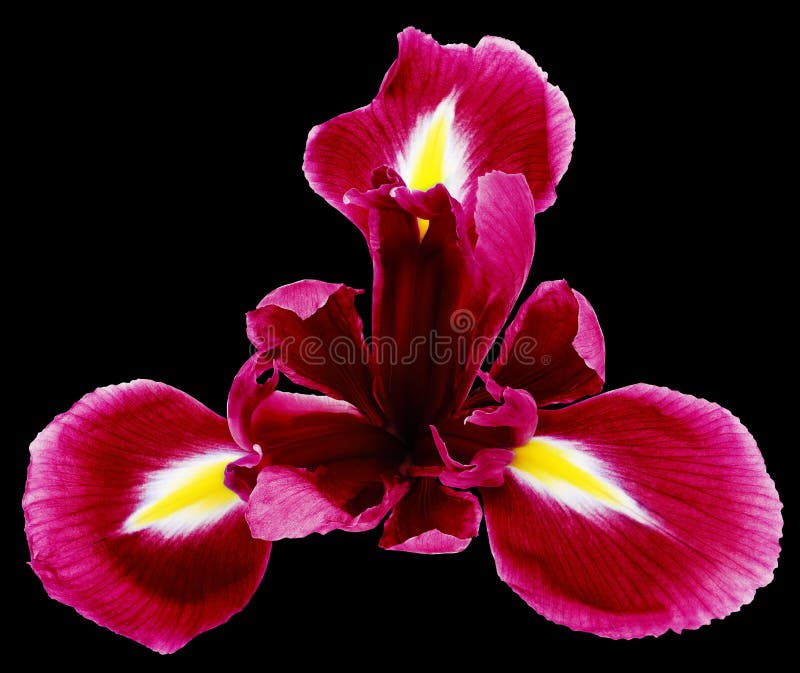 Red Iris Flower on Black Isolated Background with Clipping Path