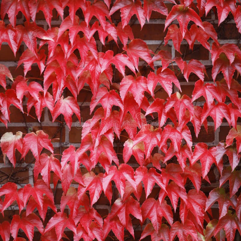 Red ivy royalty free stock photos Red ivy royalty free stock photos