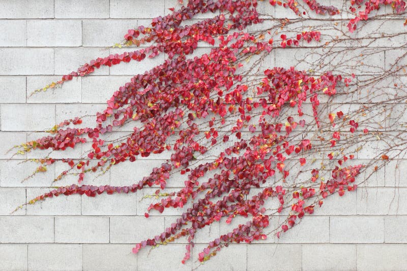 Red ivy creeper leaves on a white building wall