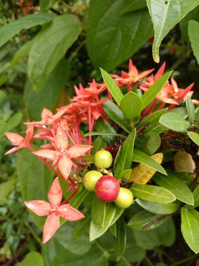 Red Ixora Have Green and Red Fruit. Stock Photo - Image of flower, petal:  123059570