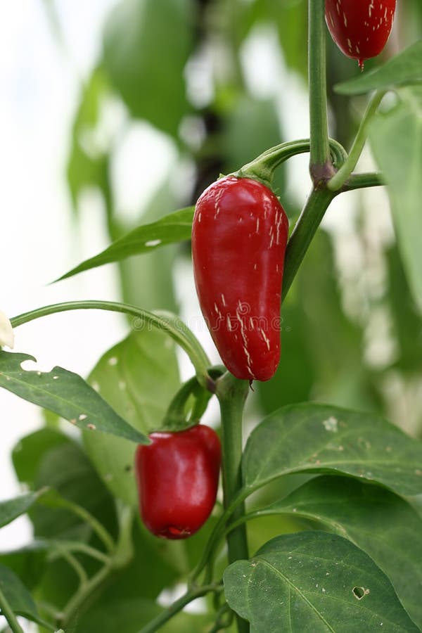 Red Jalapeno chilli pepper stock image. Image of close 2958123