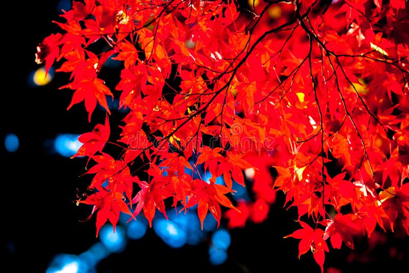 Red japanese maple autumn fall