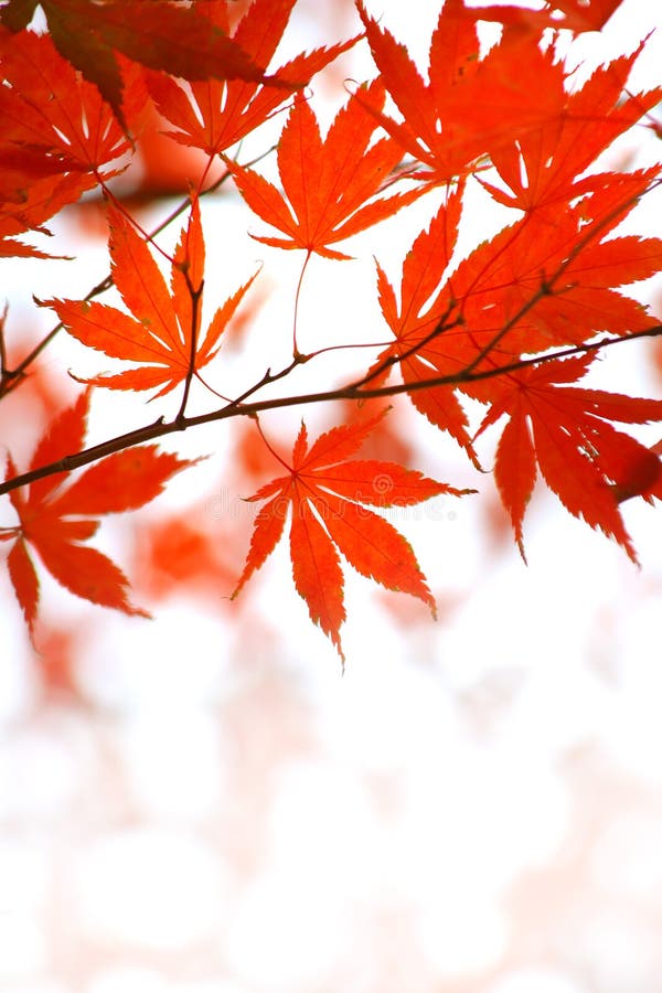 Red japanese maple leaves