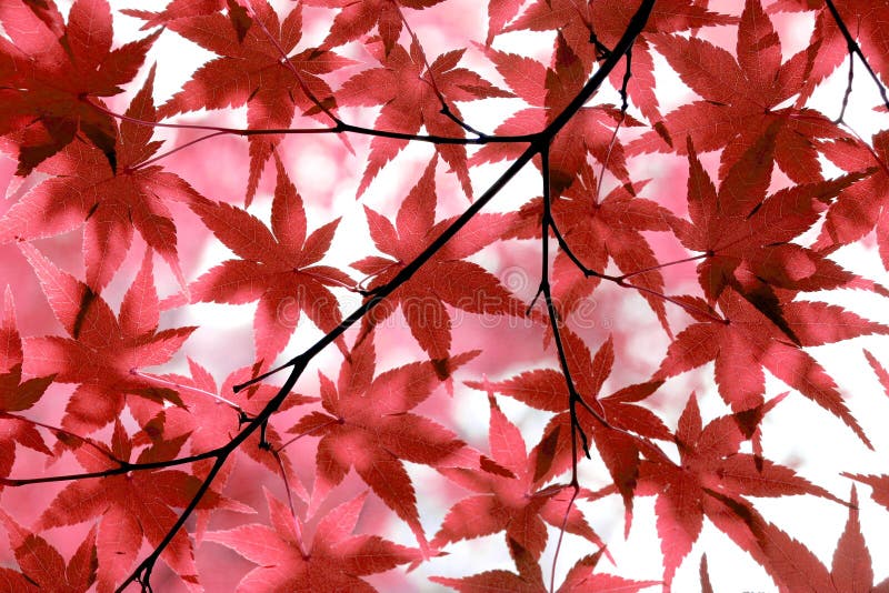 Red Japanese maple leaves background