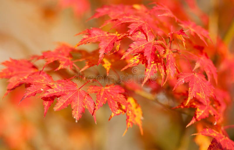 Red japanese maple leaves at fall