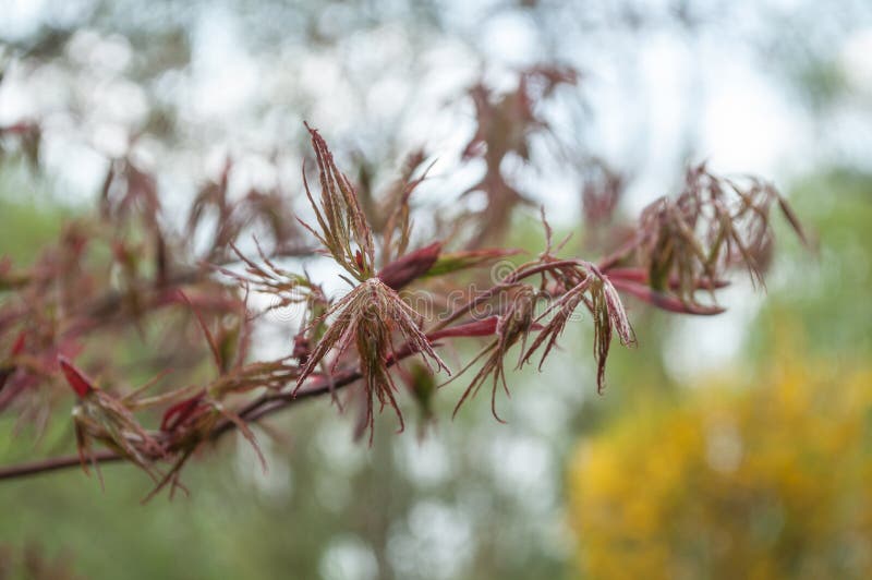 red japanese maple tree branch at spring royalty free stock image red japanese maple tree branch at spring royalty free stock image